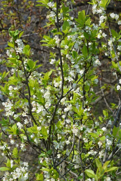 Jarní Květiny Stromy Kvetoucí Třešňové Stromy Spousta Bílých Květů Větvích — Stock fotografie