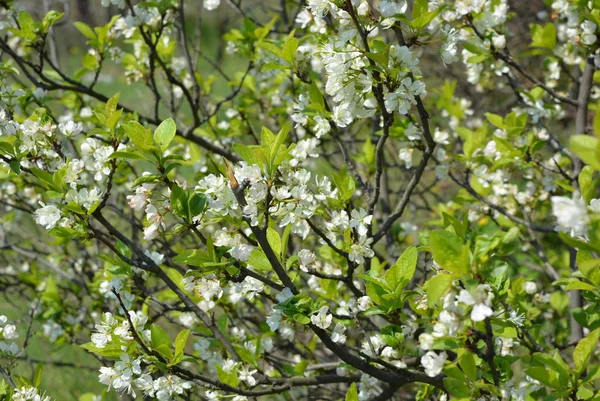 Fleurs Arbres Printemps Cerisiers Fleurs Beaucoup Fleurs Blanches Sur Les — Photo