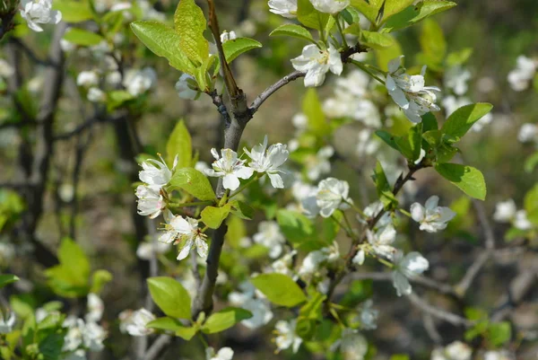 Fleurs Arbres Printemps Cerisiers Fleurs Beaucoup Fleurs Blanches Sur Les — Photo