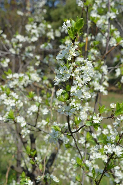 Весенние Цветы Деревья Цветущие Вишни Много Белых Цветов Ветвях Стволы — стоковое фото