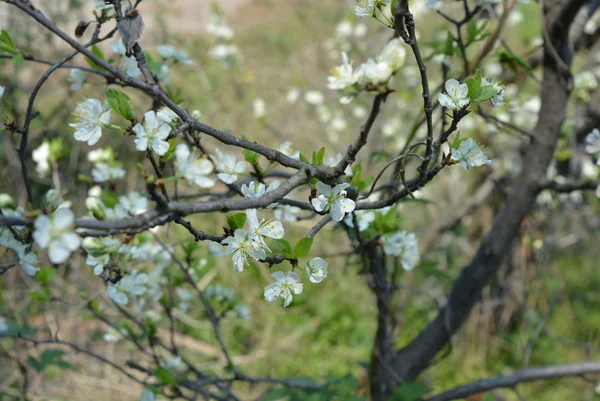 春の花や木々 桜の花 春の日差しの枝や木の幹に白い花がたくさん — ストック写真