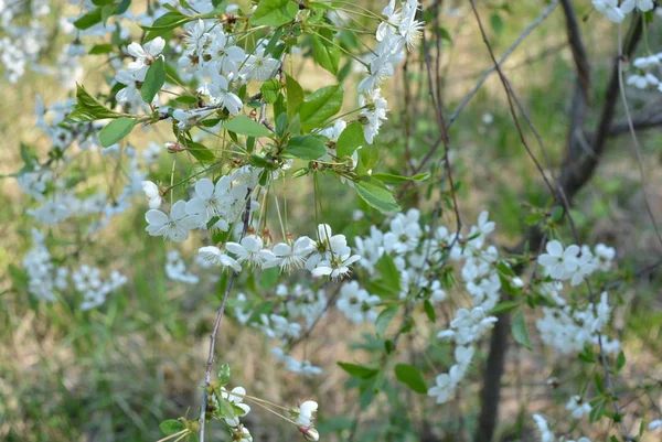 Lente Bloemen Bomen Bloeiende Kersenbomen Veel Witte Bloemen Takken Boomstammen — Stockfoto