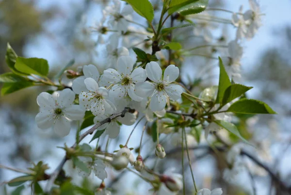 春の花や木々 桜の花 春の日差しの枝や木の幹に白い花がたくさん — ストック写真