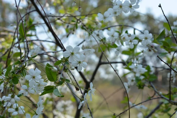 Spring flowers and trees, flowering cherry trees, a lot of white flowers on the branches and tree trunks in the spring sun