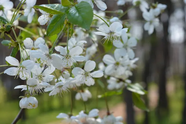 春の花や木々 桜の花 春の日差しの枝や木の幹に白い花がたくさん — ストック写真