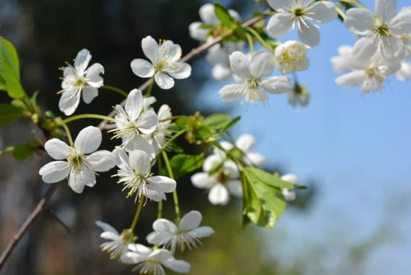 Spring flowers and trees, flowering cherry trees, a lot of white flowers on the branches and tree trunks in the spring sun