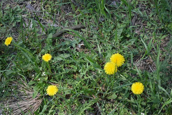 Spring Early Yellow Fragrant Flowers Dandelions Dandelion Bushes Green Grass — Stock Photo, Image