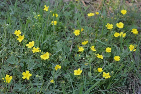 森林多年生花与小黄芽 是镶嵌着绿草 — 图库照片