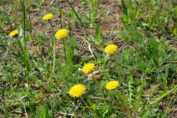 森の緑の草の中の春早く黄色の香りの花 タンポポとタンポポの茂み — ストック写真