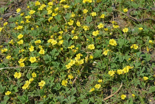 Petit Champ Forêt Fleurs Vivaces Avec Petits Bourgeons Jaunes Qui — Photo