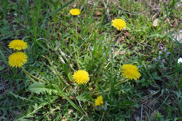 Wiosna Wcześnie Żółte Pachnące Kwiaty Mniszek Lekarski Krzewy Mniszka Wśród — Zdjęcie stockowe