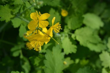 Celandine Olağandışı sarı çiçekler, tıbbi çiçekler, ilginç ve derin yeşil doğal arka plan.