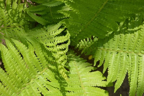 Niezwykłe Liście Paproci Ciekawym Tajemniczym Oświetleniem Słońca Naturalny Zielony Las — Zdjęcie stockowe