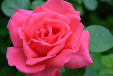 Parlak neon pembe güller, gül yaprakları, güzel renk ve sıradan bir şekil Muhteşem fotoğraflar. Güzel bir bahçede ev gül.