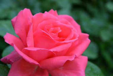 Parlak neon pembe güller, gül yaprakları, güzel renk ve sıradan bir şekil Muhteşem fotoğraflar. Güzel bir bahçede ev gül.