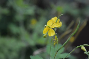 Alışılmadık bir büyülü yeşil arka plan üzerinde tıbbi çiçek celandine tohumları ile güzel sıradışı sarı çiçekler.