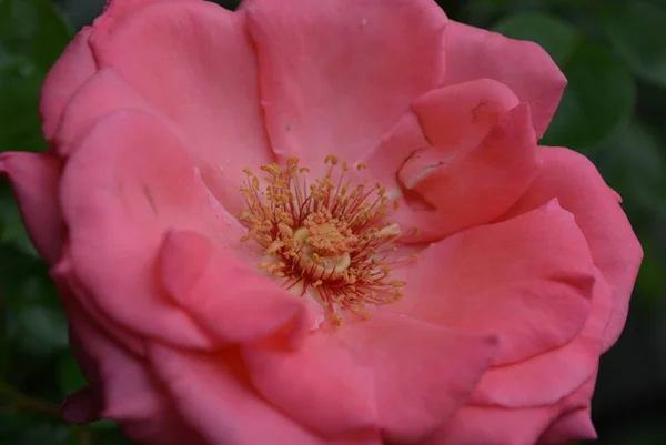 Accueil Rose Vif Qui Pousse Dans Jardin Bourgeon Florissant Rose — Photo