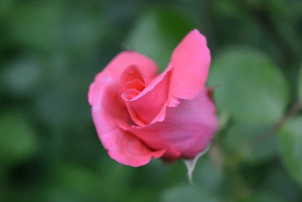 Hermosos Brotes Florecientes Rosas Rosadas Naturaleza Natural Con Hojas Verdes — Foto de Stock
