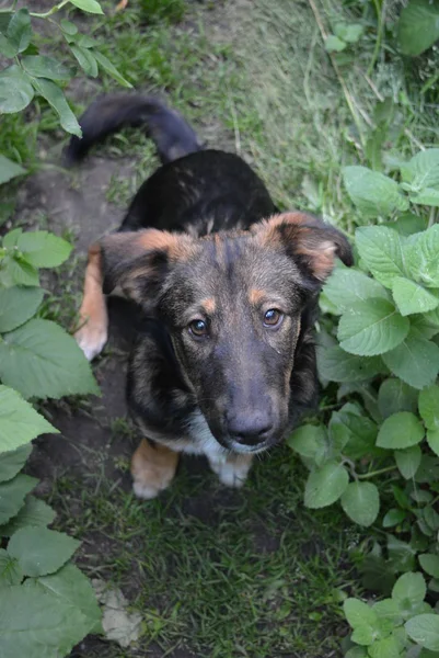 Doğa ve bitkilerde yolda Köpek.