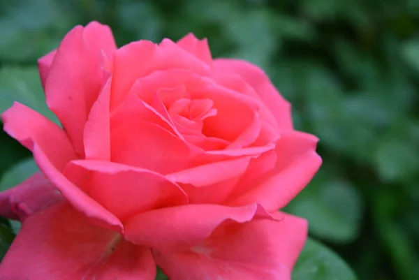 Fabulosas Fotos Rosas Rosadas Neón Brillante Pétalos Rosa Hermoso Color — Foto de Stock