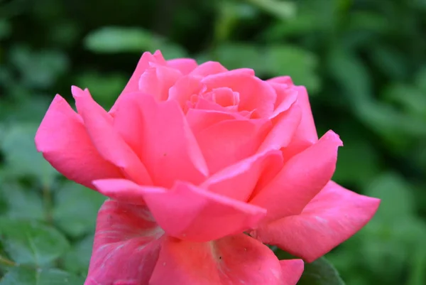 Fabulosas Fotos Rosas Rosadas Neón Brillante Pétalos Rosa Hermoso Color — Foto de Stock