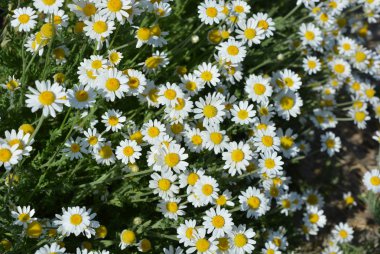Neşeli çiçek açan çiçekler ve ruh hali ile çok parlak fotoğraflar. Parlak ve renkli tıbbi papatyalar, doğada vahşi papatyalar.