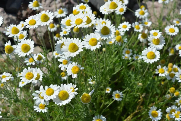 Fotos Muy Brillantes Con Flores Florecientes Alegres Estados Ánimo Margaritas — Foto de Stock