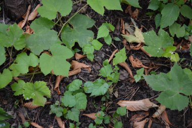 Siyah toprak üzerinde tatlı kiraz kuru yaprakları ile yaprakları ve üzüm dalları çok güzel sonbahar kompozisyon.