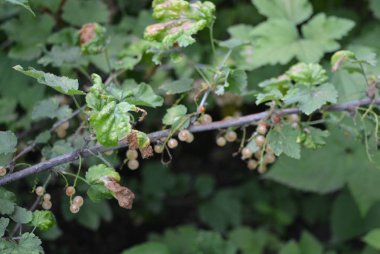 Çalının üzerinde kuşüzümü meyvesi ve kuş üzümü dalları.