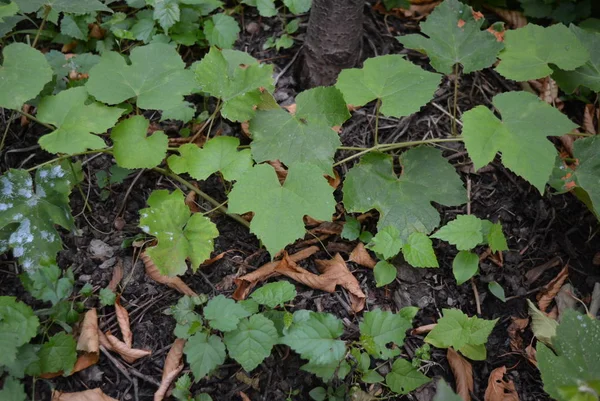 Siyah toprak üzerinde tatlı kiraz kuru yaprakları ile yaprakları ve üzüm dalları çok güzel sonbahar kompozisyon.