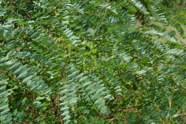 Akasya ağacının yeşil dalları rüzgara yaslanır. Eğik yapraklardan yapılmış sıra dışı yeşil yaprak arka plan.