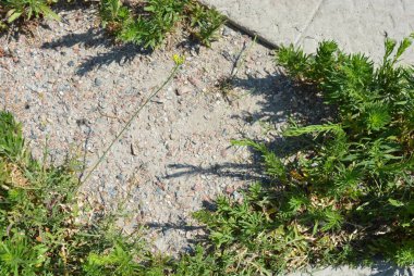 Bir çimento arka plan ile zemin üzerinde Yeşil parlak weeds.