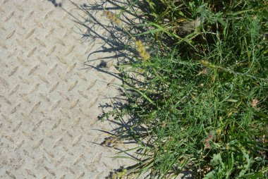 Çimento yolda küçük dikenler ile yeşil bitkiler.