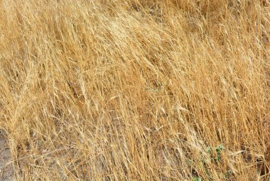 Alışılmadık etkileri ve aydınlatma ile kurutulmuş sarı ve altın ot ve sivri ler Olağandışı bitkisel arka plan.