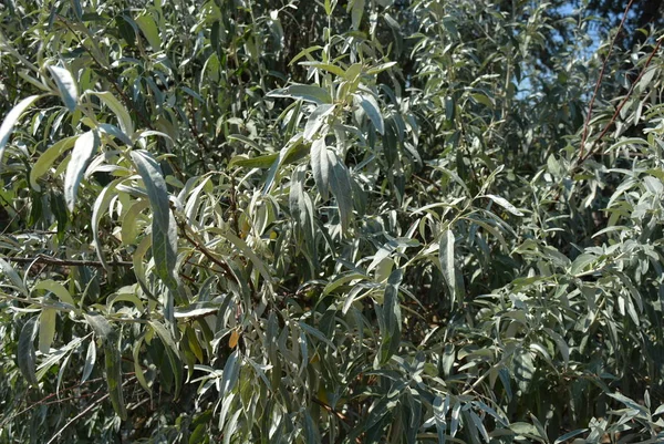 Rus Zeytininin Güzel Dikdörtgen Buzlu Yaprakları Dalları Ile Elaeagnus Angustifolia — Stok fotoğraf