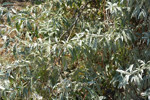 Piękne Podłużne Matowe Liście Rosyjskiej Oliwy Bardzo Piękne Interesujące Drzewo — Zdjęcie stockowe