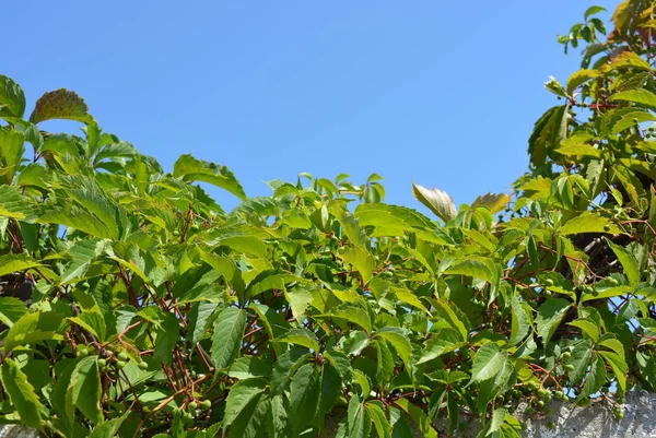 아름다운 과일과 파르테노시스의 하늘에 — 스톡 사진