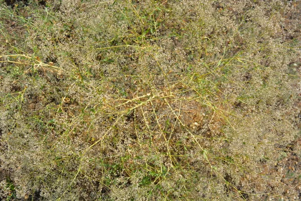 Ovanlig Flerårig Örtartade Växter Gypsophila Paniculata Ukrainska Stäpper Baby Breath — Stockfoto