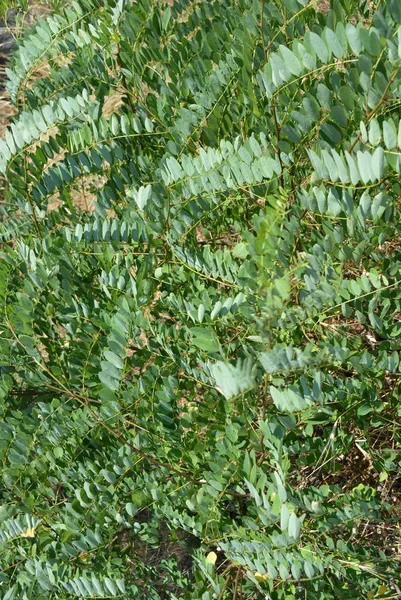 Las Ramas Verdes Una Acacia Inclinan Viento Fondo Hoja Verde — Foto de Stock