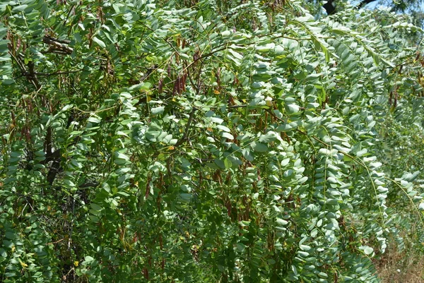 Zielone Gałęzie Akacji Drzewa Chudego Wietrze Niezwykłe Zielone Tło Liści — Zdjęcie stockowe