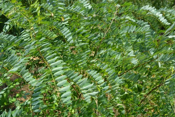 Zielone Gałęzie Akacji Drzewa Chudego Wietrze Niezwykłe Zielone Tło Liści — Zdjęcie stockowe