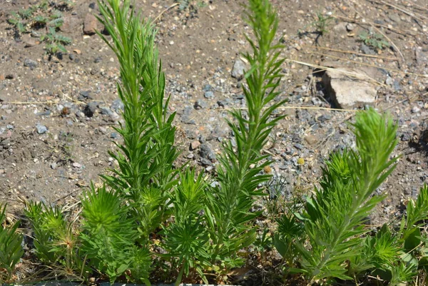 Bir Çimento Arka Plan Ile Zemin Üzerinde Yeşil Parlak Weeds — Stok fotoğraf