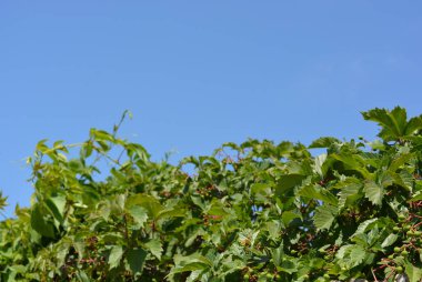 Güzel yeşil yaprakları ve meyve ile parthenocissus dalları, mavi bir gökyüzünde üzüm.