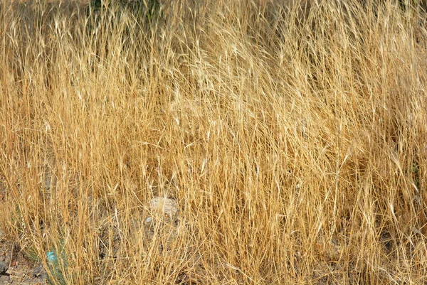 Fundo Ervas Incomum Grama Amarela Dourada Seca Espiguetas Com Efeitos — Fotografia de Stock