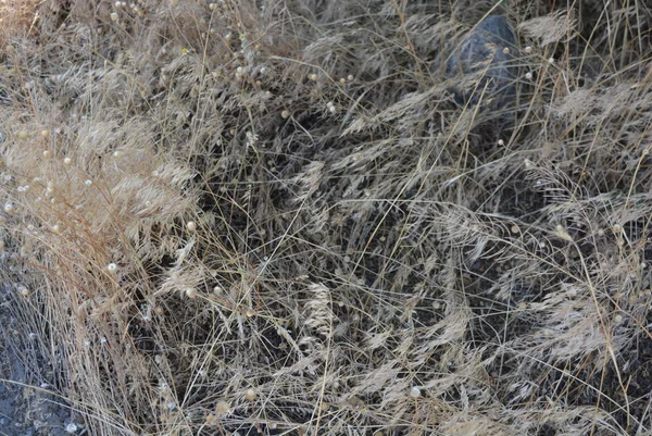 Żółta Sucha Trawa Spikelets Czarnej Glebie — Zdjęcie stockowe