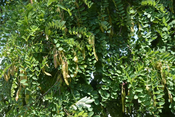 Groene Takken Van Een Acaciaboom Leunen Wind Ongewone Groene Blad — Stockfoto