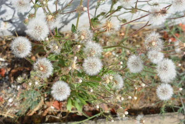 Ongewone Lucht Bloemen Rijpe Paardenbloem Tegen Een Witte Gebouw Hek — Stockfoto