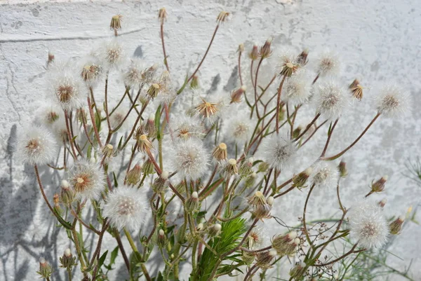 Flores Aéreas Inusuales Dientes León Maduros Contra Una Valla Blanca —  Fotos de Stock