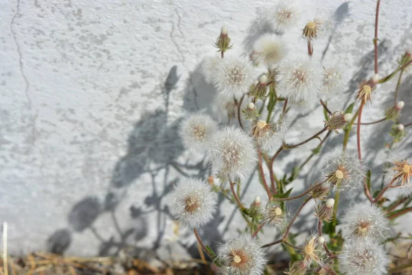 Olağandışı Hava Çiçekleri Beyaz Bir Bina Çit Karşı Olgun Karahindiba — Stok fotoğraf