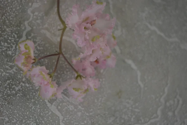 Vackra Blommor Gren Violer Lockiga Blommor Vit Färg — Stockfoto